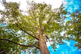 How Our Tree Care Process Works  in  Mcnair, VA