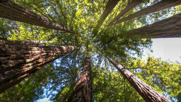 Trusted Mcnair, VA Tree Services Experts