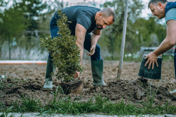 Best Lawn Seeding  in Mcnair, VA