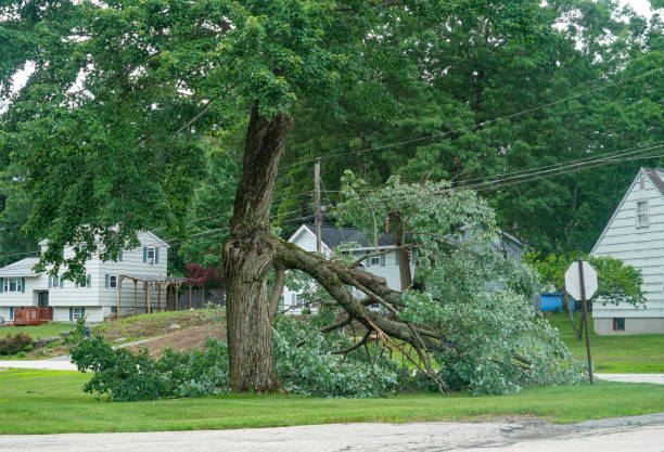 Best Arborist Consultation Services  in Mcnair, VA