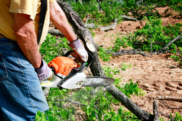Best Tree Maintenance Programs  in Mcnair, VA